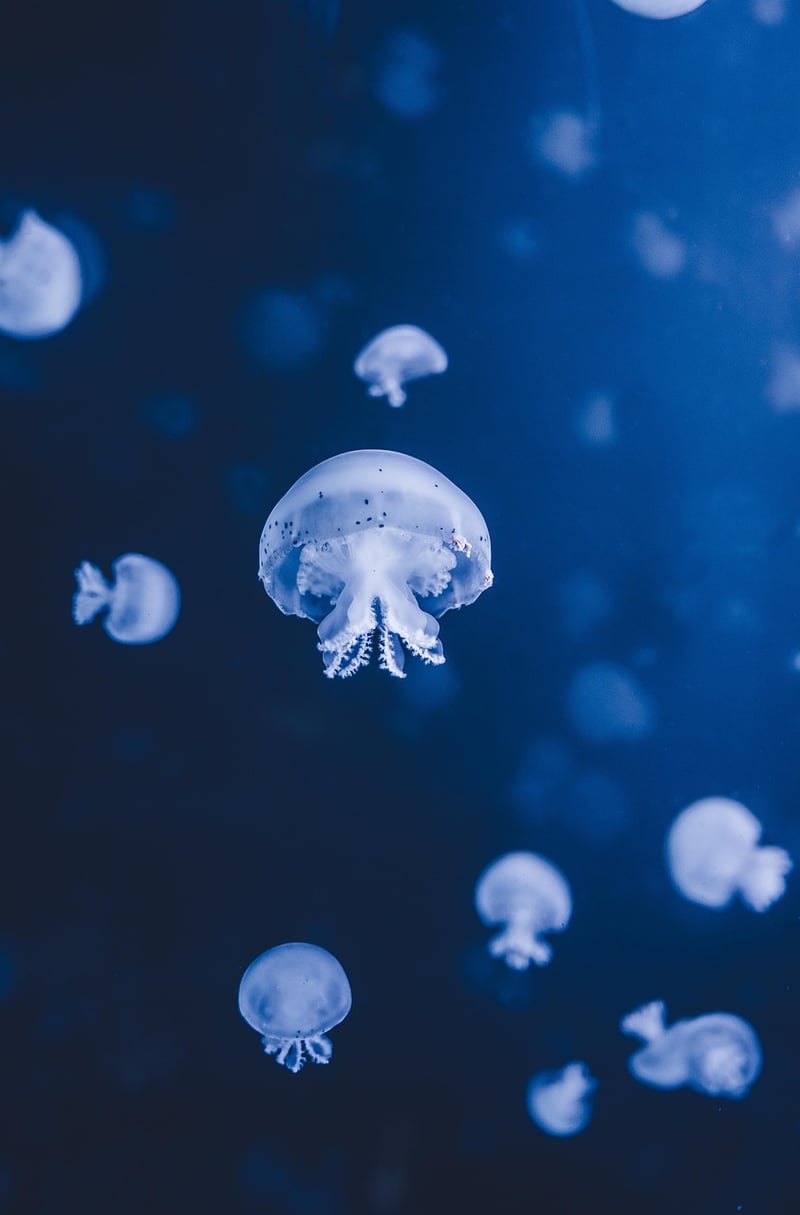 Underwater I Do's